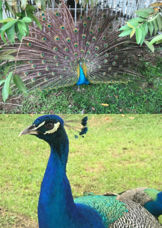 Aves Hermosas El Rubí 1