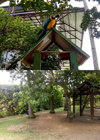 Aves Hermosas El Rubí 3