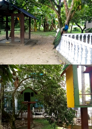 Aves Hermosas El Rubí 4