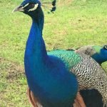 WhatsApp Image 2019-05-18 at 12.13.09 PM