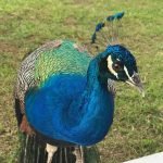 WhatsApp Image 2019-05-18 at 12.13.10 PM